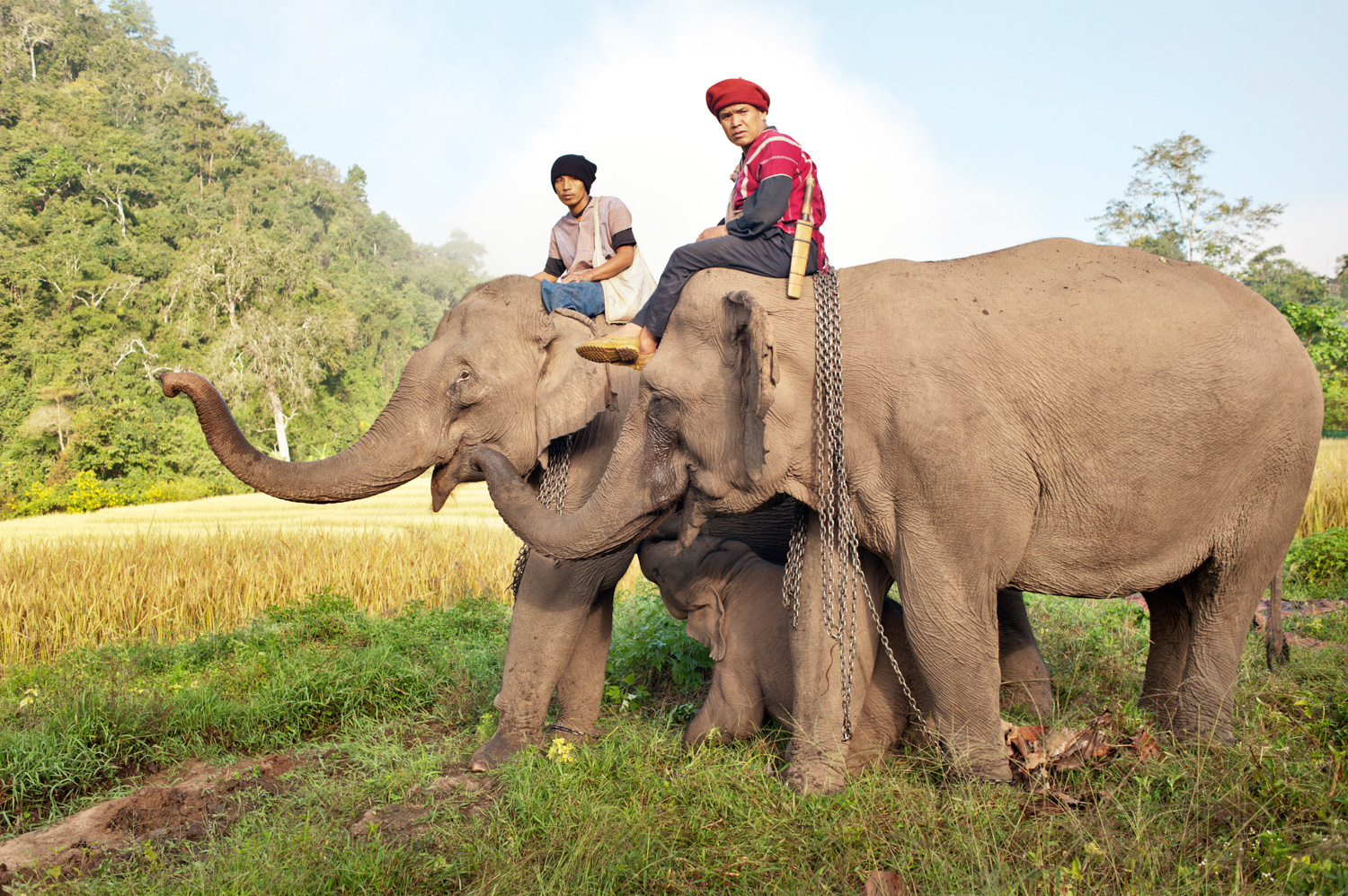 Deux hommes Karen avec leurs éléphants