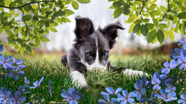 Adobe Photoshop Elements 2023 regarde à travers un chien et des fleurs